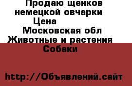 Продаю щенков немецкой овчарки  › Цена ­ 10 000 - Московская обл. Животные и растения » Собаки   